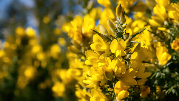Why Is Gorse Called the Hope Flower and What Are Its Uses?
